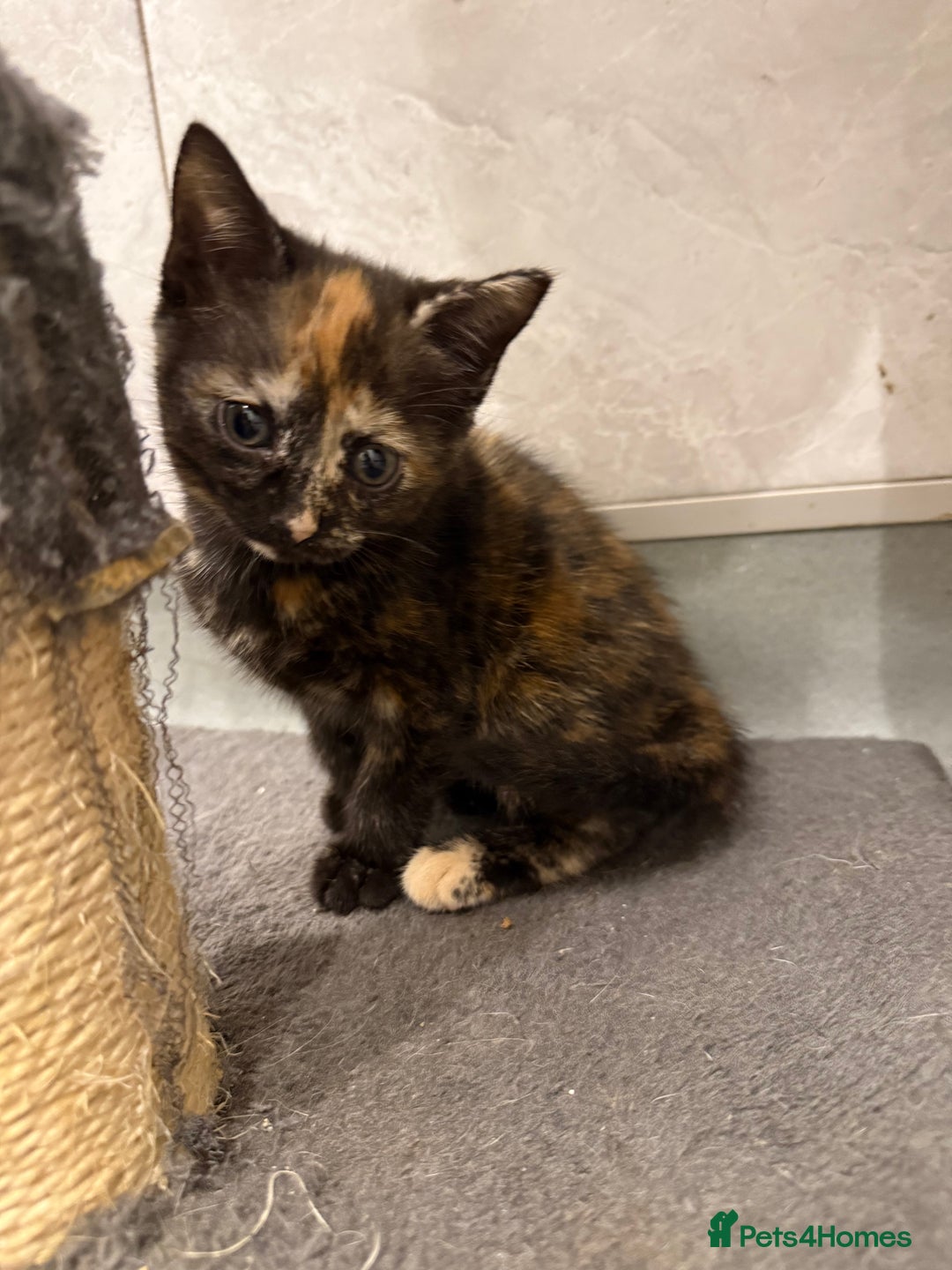 Mixed Breed cats for sale: 2 beautiful kittens left to find a home - Image 8