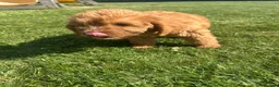 Labradoodle dogs for sale: Ready F1b labradoodle curl red health test parent  - Advert 6