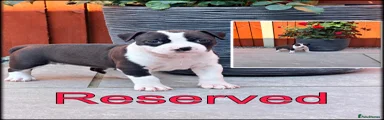 Staffordshire Bull Terrier Puppy 6