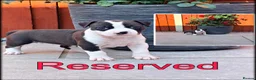 Staffordshire Bull Terrier dogs for sale: Staffordshire Bull Terrier Puppies🎀 🐶 - Advert 14