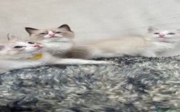 Ragdoll cats for sale: Premium Ragdoll Kittens  Beautiful TICA Registered - Image 2