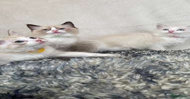 Ragdoll cats - Advert 14