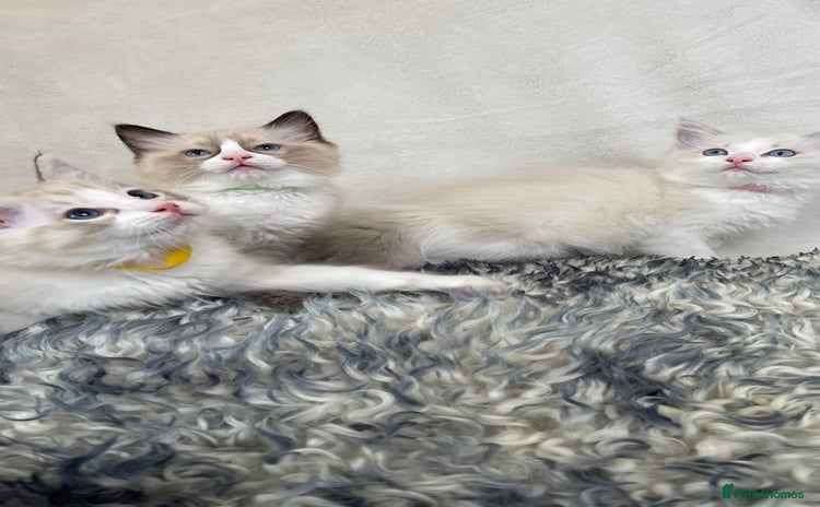 Ragdoll cats - Advert 4