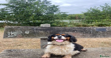 Cavapoo dogs - Advert 3