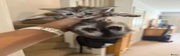 Maine Coon cats for sale: Adorable Pedigree Full Maine Coon Kittens - Advert 16