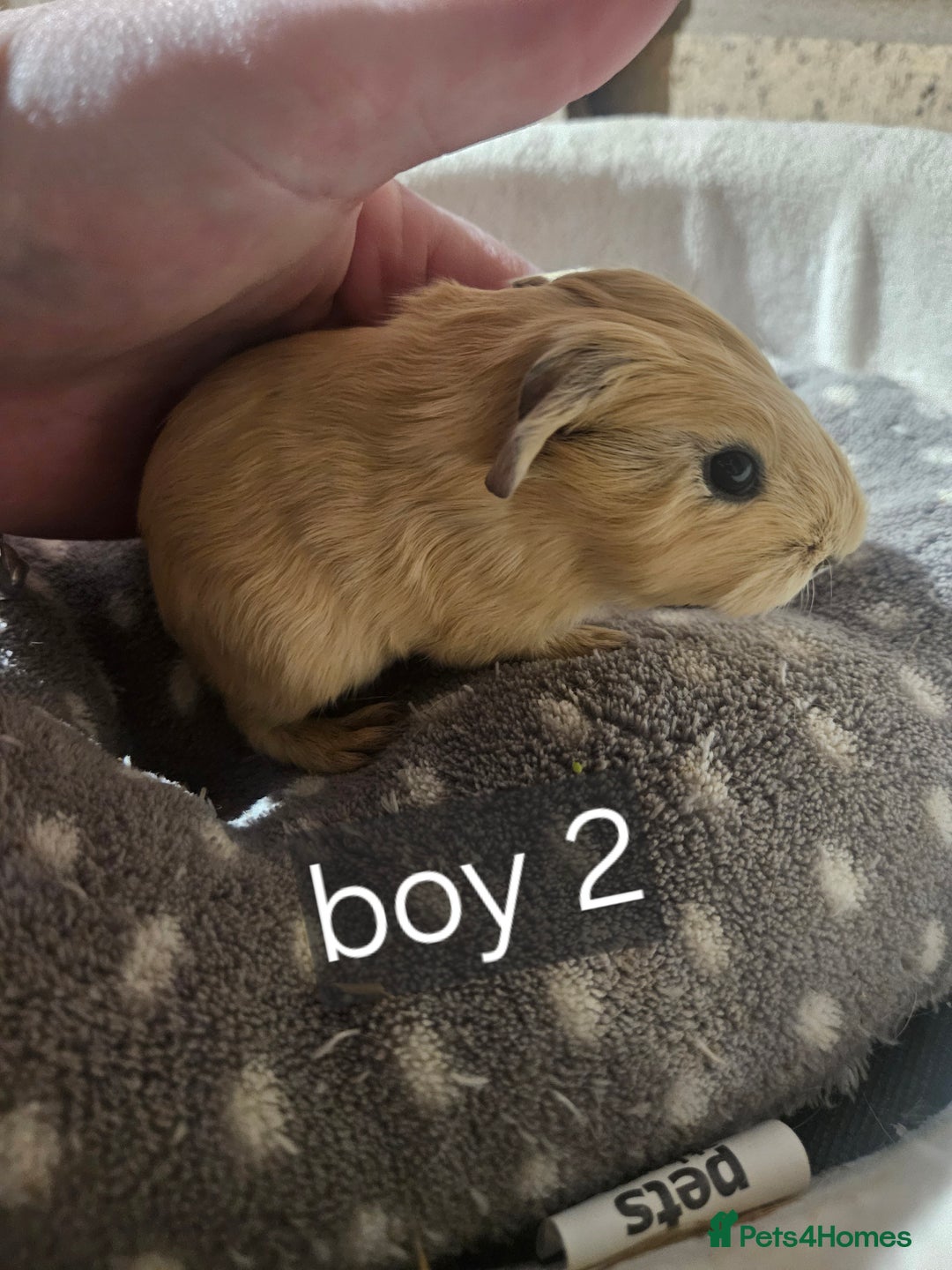 Guinea Pig rodents for sale: Baby boy and girl guinea pigs some ready now - Advert 3