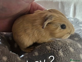 Guinea Pig rodents Baby boy guinea pigs some ready now - Advert 4