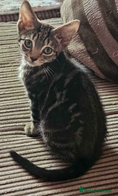 Domestic Shorthair cats Male tabby kitten ready for his own home - Advert 1