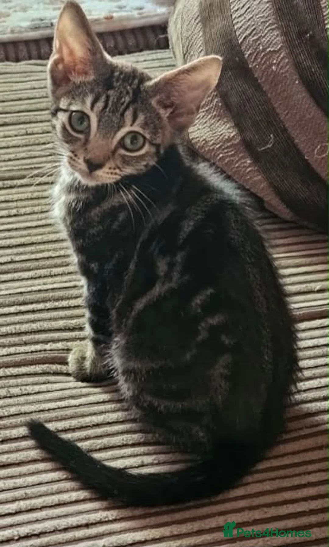 Domestic Shorthair cats for adoption: Male tabby kitten ready for his own home - Advert 1