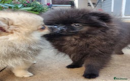 Pomeranian dogs for sale: Pom puppys with Kc reg , pedigree for sale in Taunton - Image 28