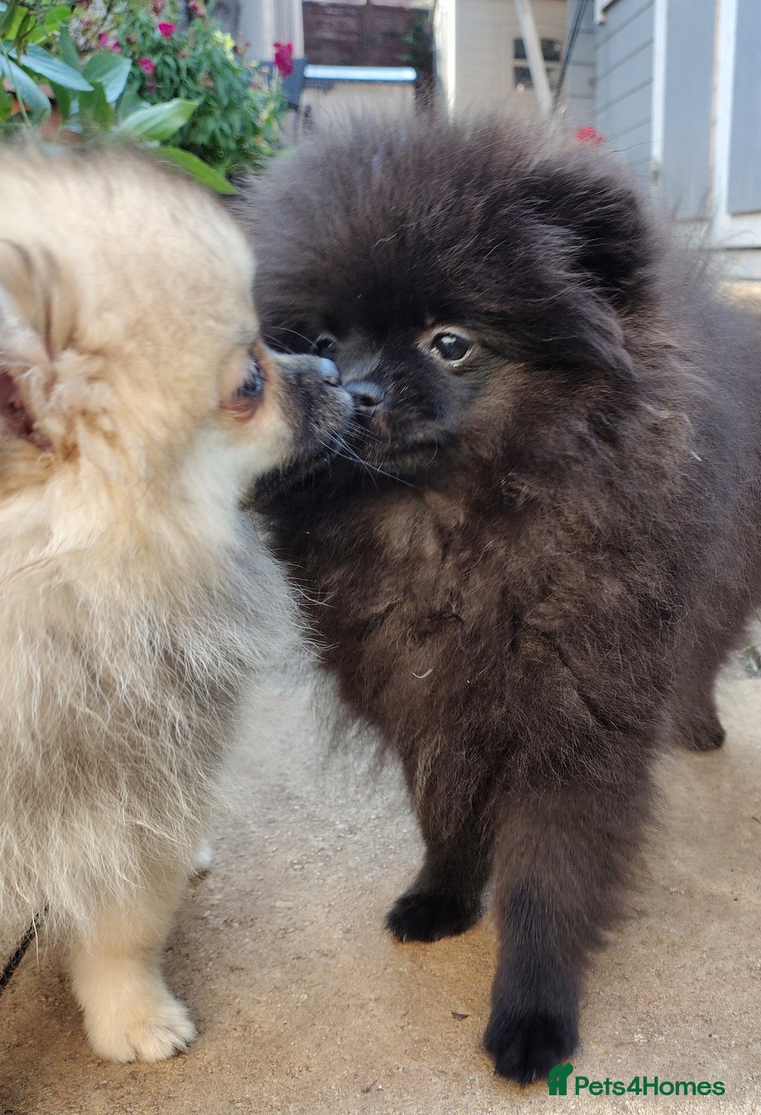 Pomeranian dogs for sale: Pom puppys with Kc reg , pedigree for sale in Taunton - Image 28