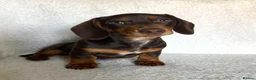 Miniature Dachshund dogs for sale: REDUCED £750 - Advert 1