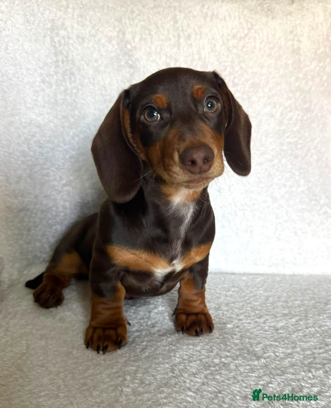 Miniature Dachshund dogs for sale: REDUCED £750 - Advert 1