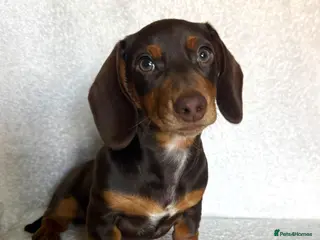 Miniature Dachshund dogs REDUCED £750 - Advert 4