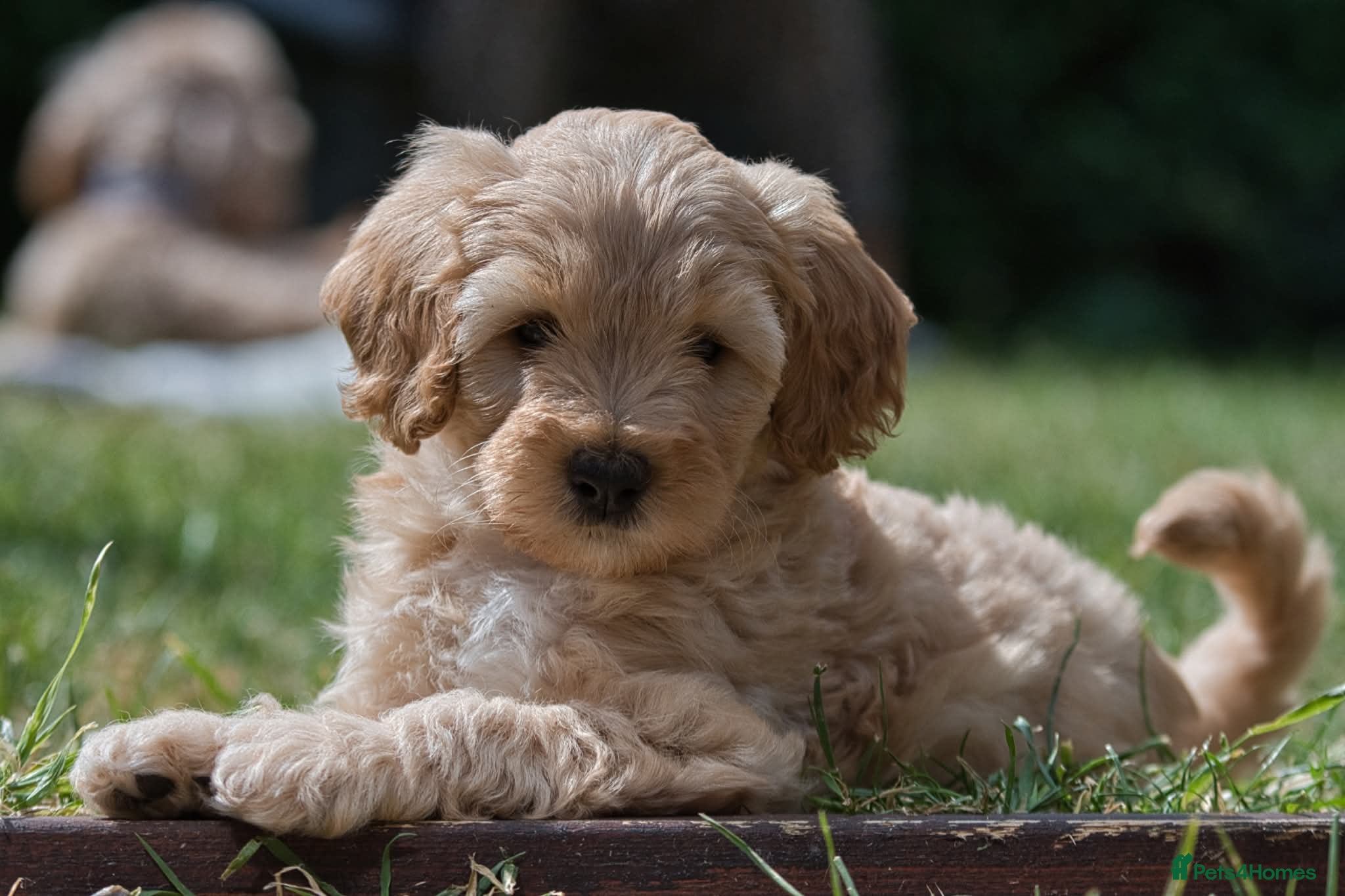 Australian Labradoodle dogs F1 Cockapoo x Australian Labradoodle Pups 🐾 - Advert 6