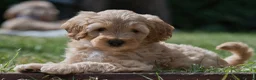 Australian Labradoodle dogs for sale: F1 Cockapoo x Australian Labradoodle Pups 🐾 - Advert 5