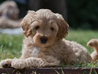 Australian Labradoodle dogs F1 Cockapoo x Australian Labradoodle Pups 🐾 - Advert 15