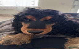 Cocker Spaniel dogs for sale: Show Type Cocker Spaniel girl - Image 5