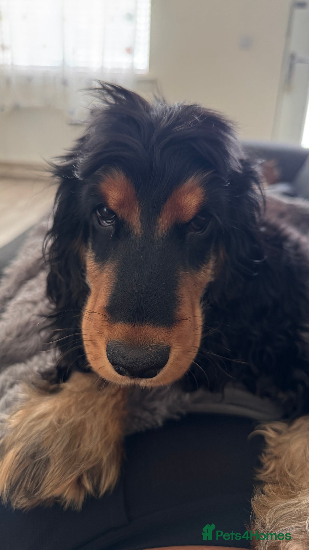 Cocker Spaniel dogs for sale: Show Type Cocker Spaniel girl - Image 5