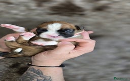 Boxer dogs for sale: Boxer puppies - Image 28