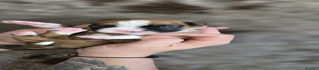 Boxer Puppy 4