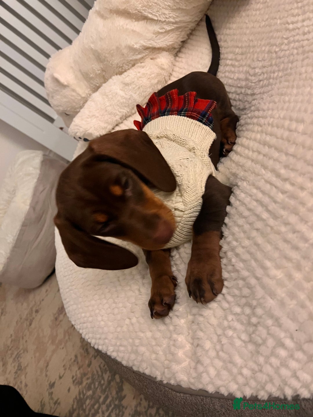 Dachshund dogs for sale: Adorable 12-Week-Old Brown & Tan Dachshund - Advert 2