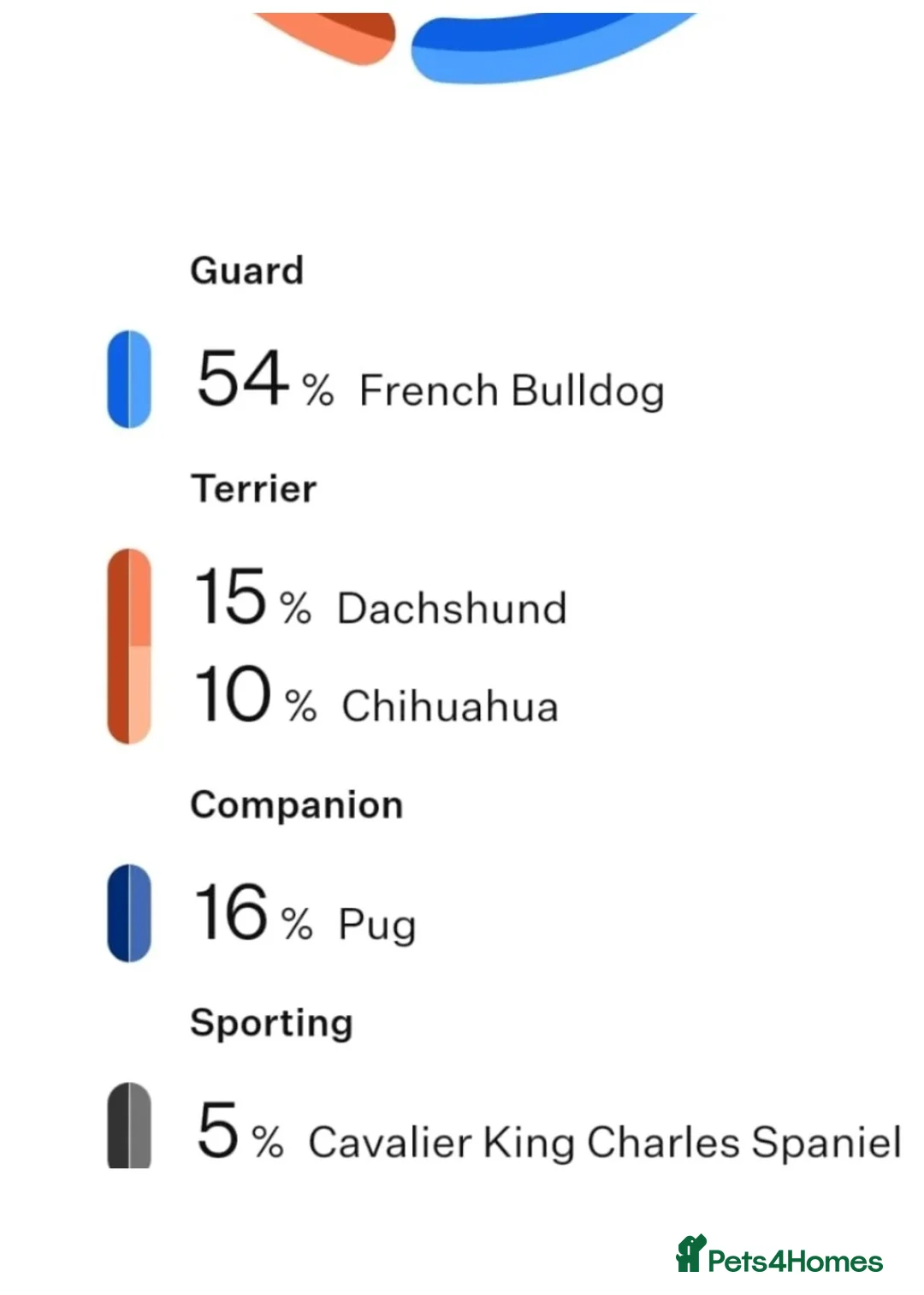 French Bulldog dogs for sale: *last one*Mixed (75%) French Bulldog Frenchie - Advert 4