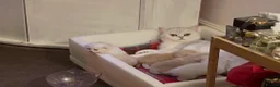 Scottish Fold cats for sale: LOVELY SCOTTISH FOLD GOLDEN KITTENS - Advert 16