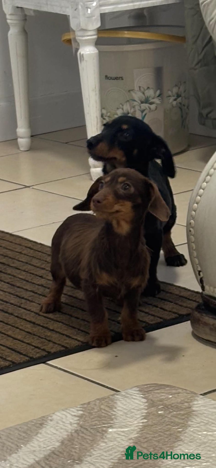 Dachshund dogs for sale: Dachshund  - Advert 2