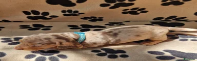 Miniature Dachshund 1