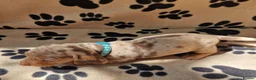 Miniature Dachshund dogs for sale: Miniature dachshund puppies in Willenhall - Advert 12