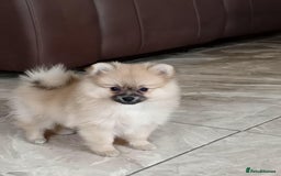 Pomeranian dogs for sale: Miniature Pomeranian puppies - Advert 4