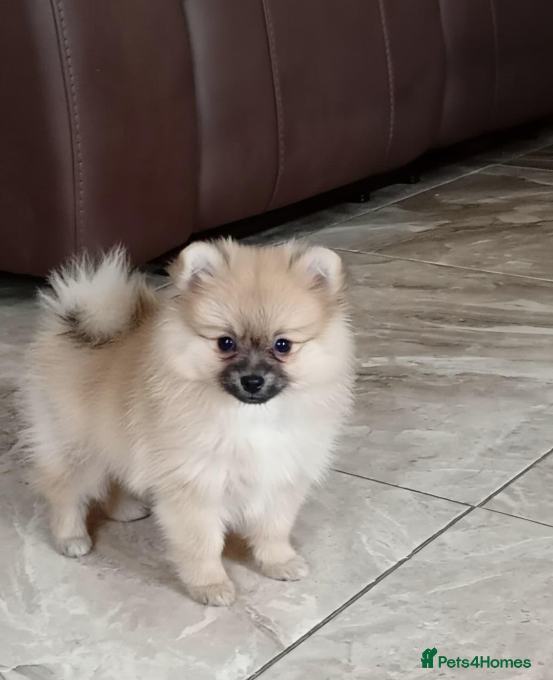 Pomeranian dogs for sale: Miniature Pomeranian puppies - Advert 4