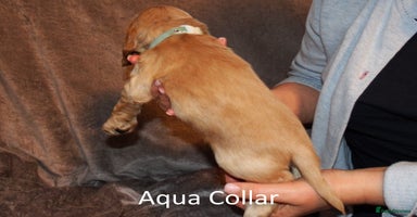 Cocker Spaniel dogs Golden KC Registered English Show Cocker Spaniels - Advert 6