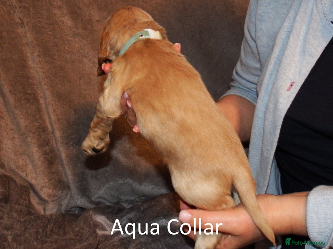 Cocker Spaniel dogs for sale: Golden KC Registered English Show Cocker Spaniels - Advert 6