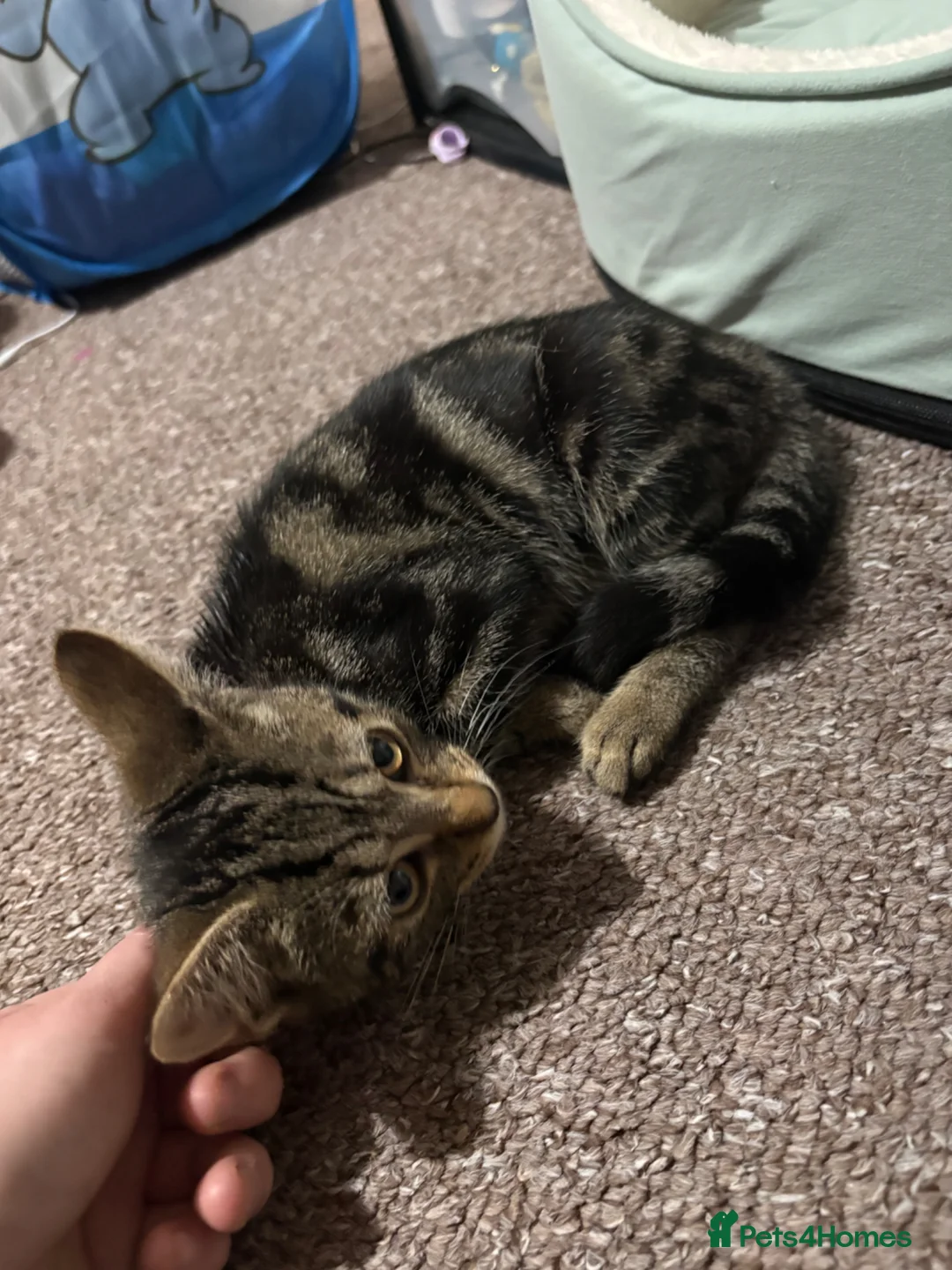 Mixed Breed cats for sale: 17 week old kitten  in Sutton-in-Ashfield - Advert 4