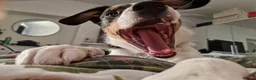 Sprollie dogs for sale: Luna the sprollie  - Advert 4