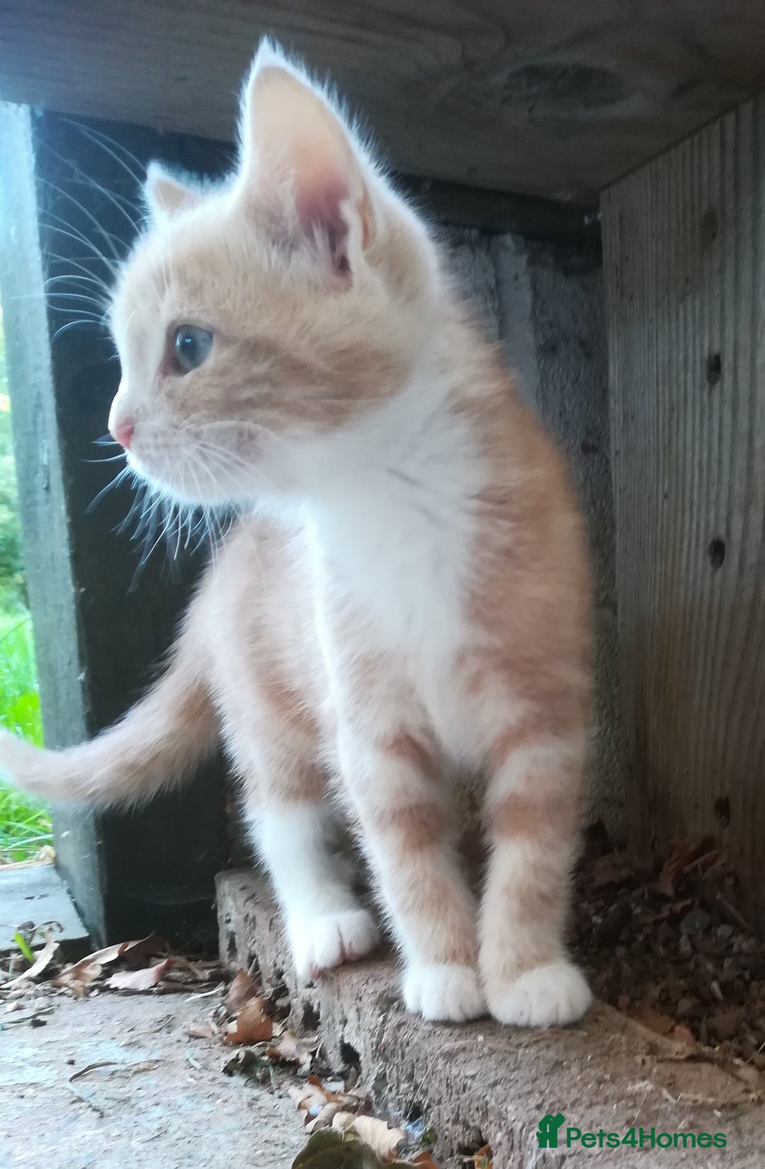 Mixed Breed cats for sale: CLEVER, BEAUTIFUL, KITTENS READY FOR FOREVER HOMES - Image 19