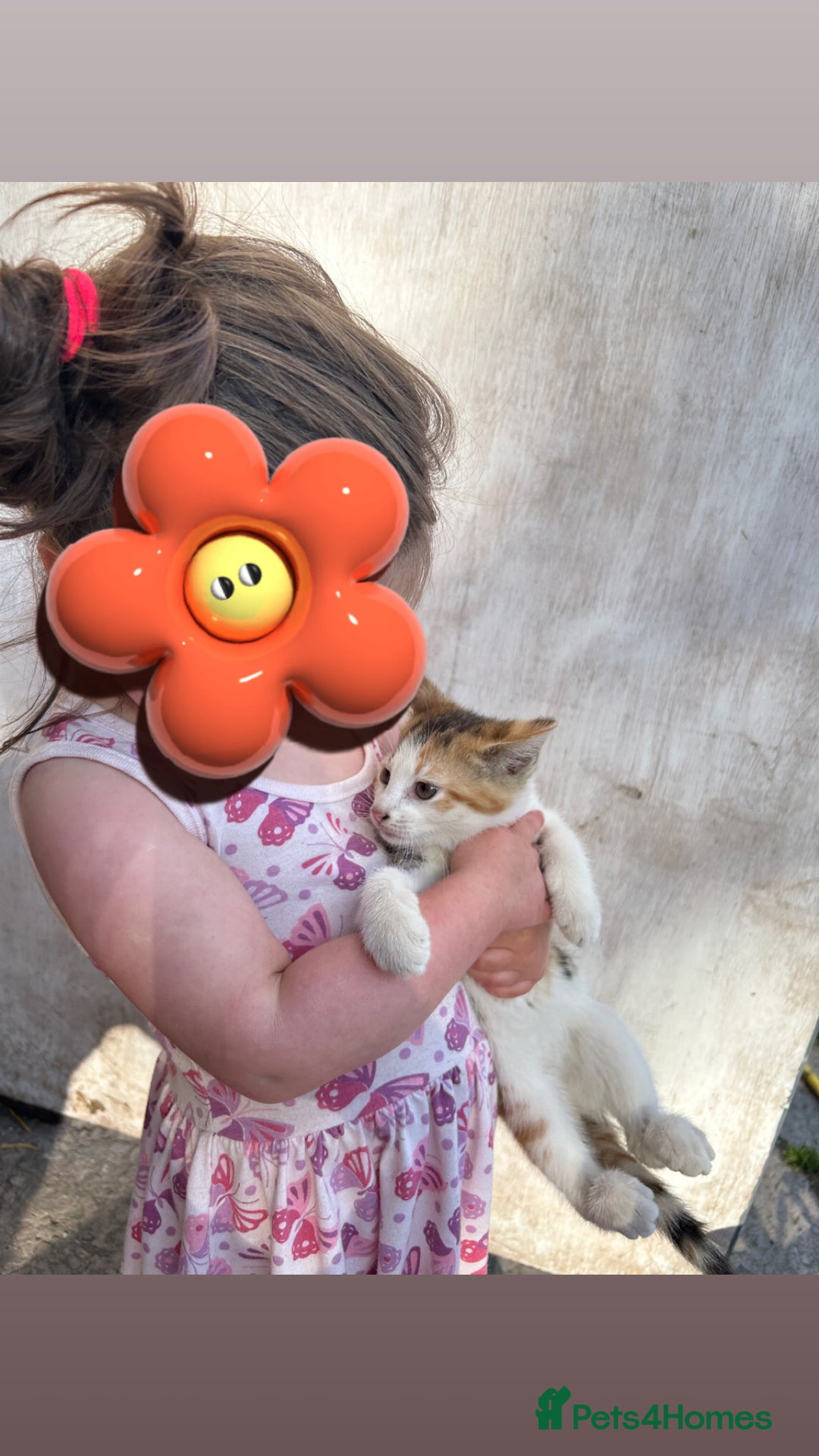 Mixed Breed cats for sale: Beautiful kittens for sale - Image 7