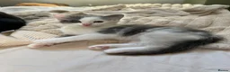 Ragdoll cats for sale: Beautiful Grey & White Ragdoll Kitten  - Advert 20