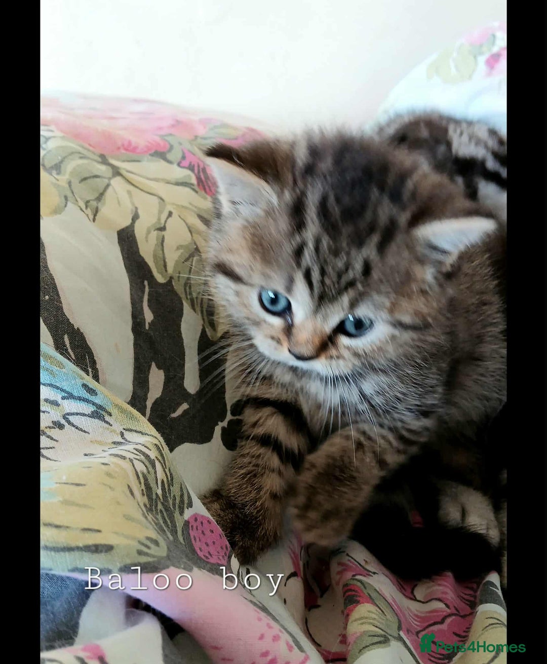 British Shorthair cats for sale: Bsh and Scottish straight mix - Image 7