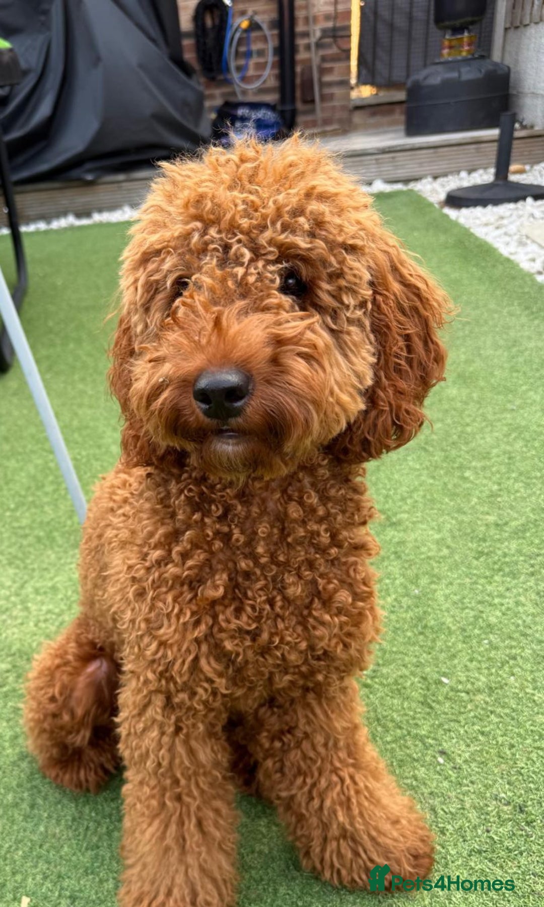 Cockapoo dogs for sale: Ready Now F1b Fox Red Curly Cuties - Image 8