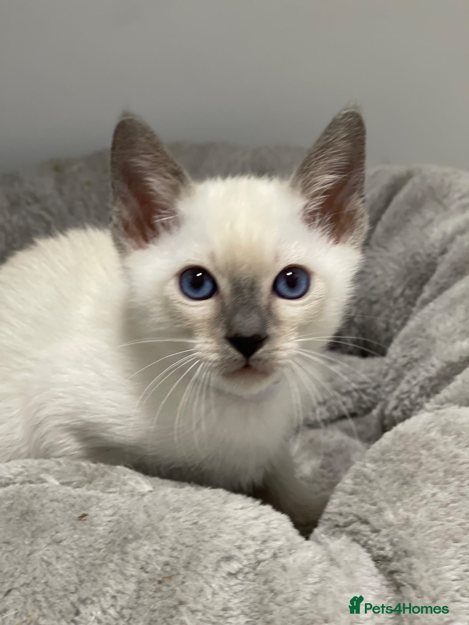 Siamese cats GCCF Registered Siamese Kittens  - Advert 17
