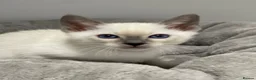 Siamese cats for sale: GCCF Registered Siamese Kittens  - Advert 1