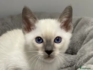Siamese cats GCCF Registered Siamese Kittens - Advert 17