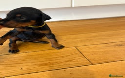 Dobermann dogs for sale: 🌟🌟KC Dobermanns - 38+ Champions in Bloodline🌟🌟 in London - Image 15