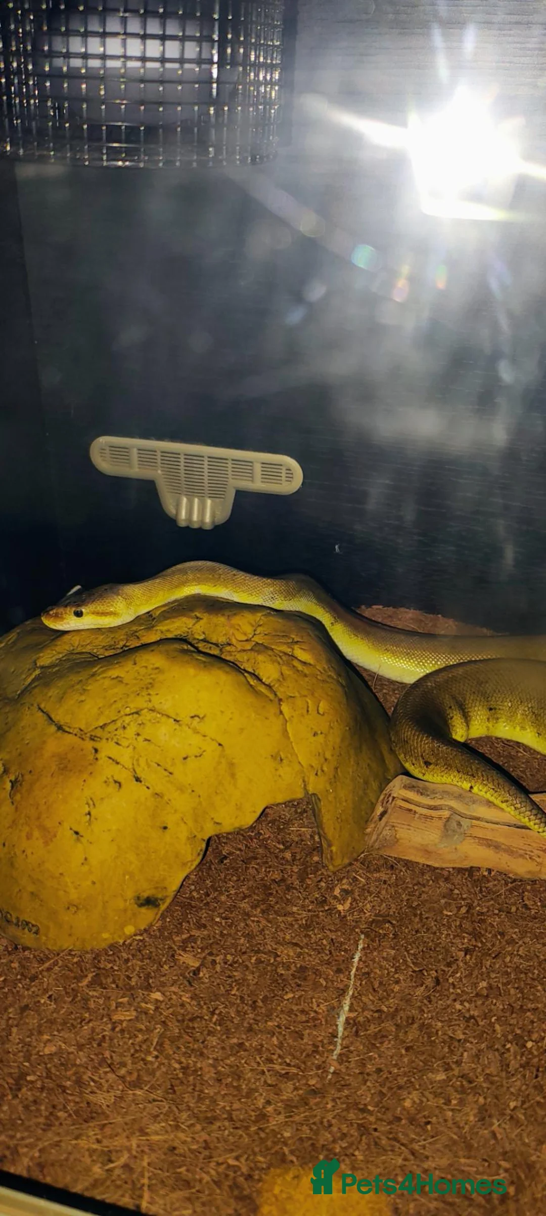 Python Snake reptiles for sale: Royal pythons for sale  in Burnley - Advert 2