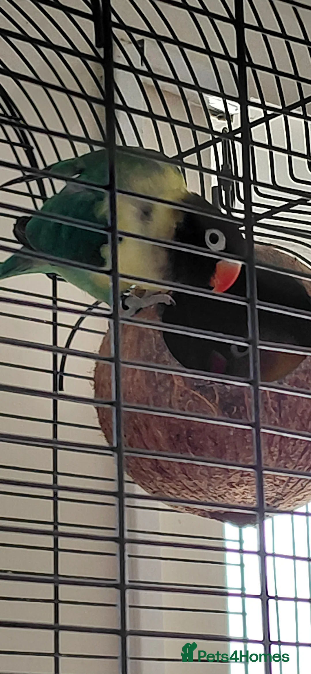 Lovebirds birds for sale: 2 male lovebirds and cage - Advert 2