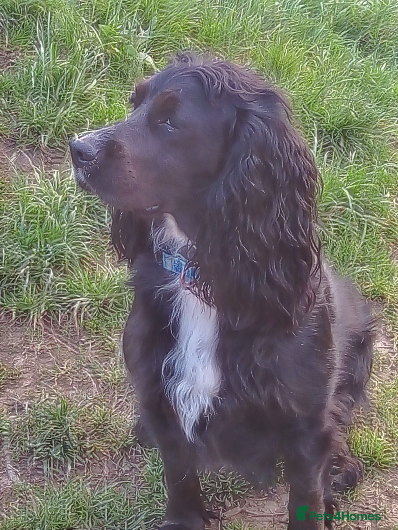 Cocker Spaniel dogs Working Cocker spaniel  - Advert 1