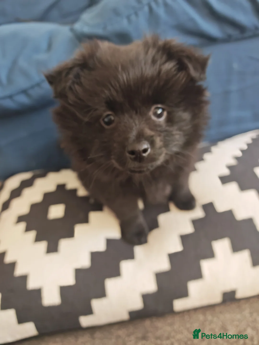 Pomeranian dogs for sale: Pomeranian for sale - Advert 17